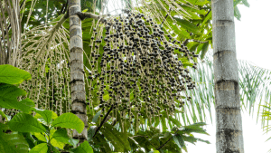 Acai Seeds